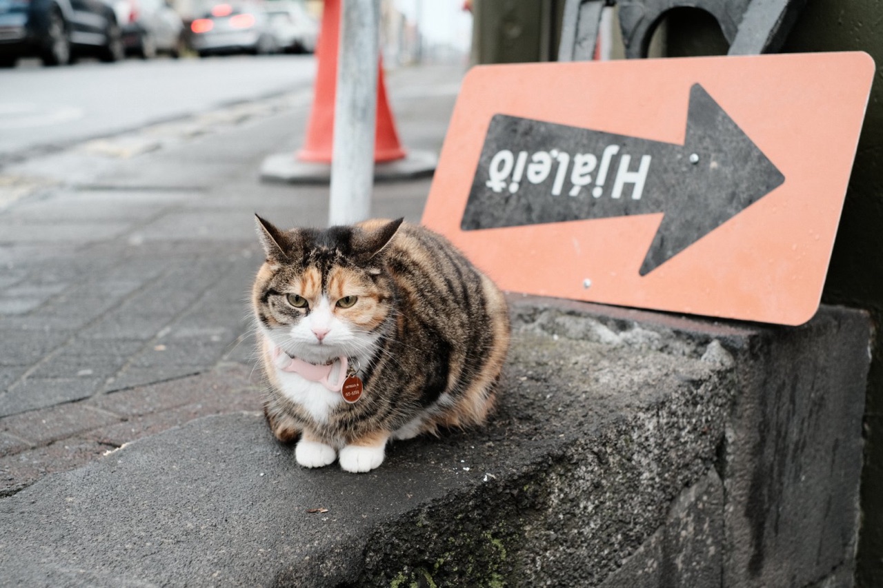 Eine dreifarbige Katze auf einer Mauer neben einem orangefarbenen Verkehrsschild, in kühlen, gedämpften Farben