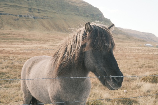 Islandpferd