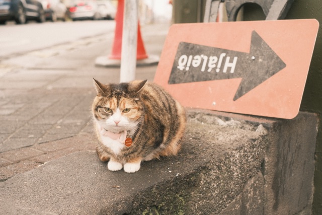 Eine dreifarbige Katze neben einem Verkehrsschild