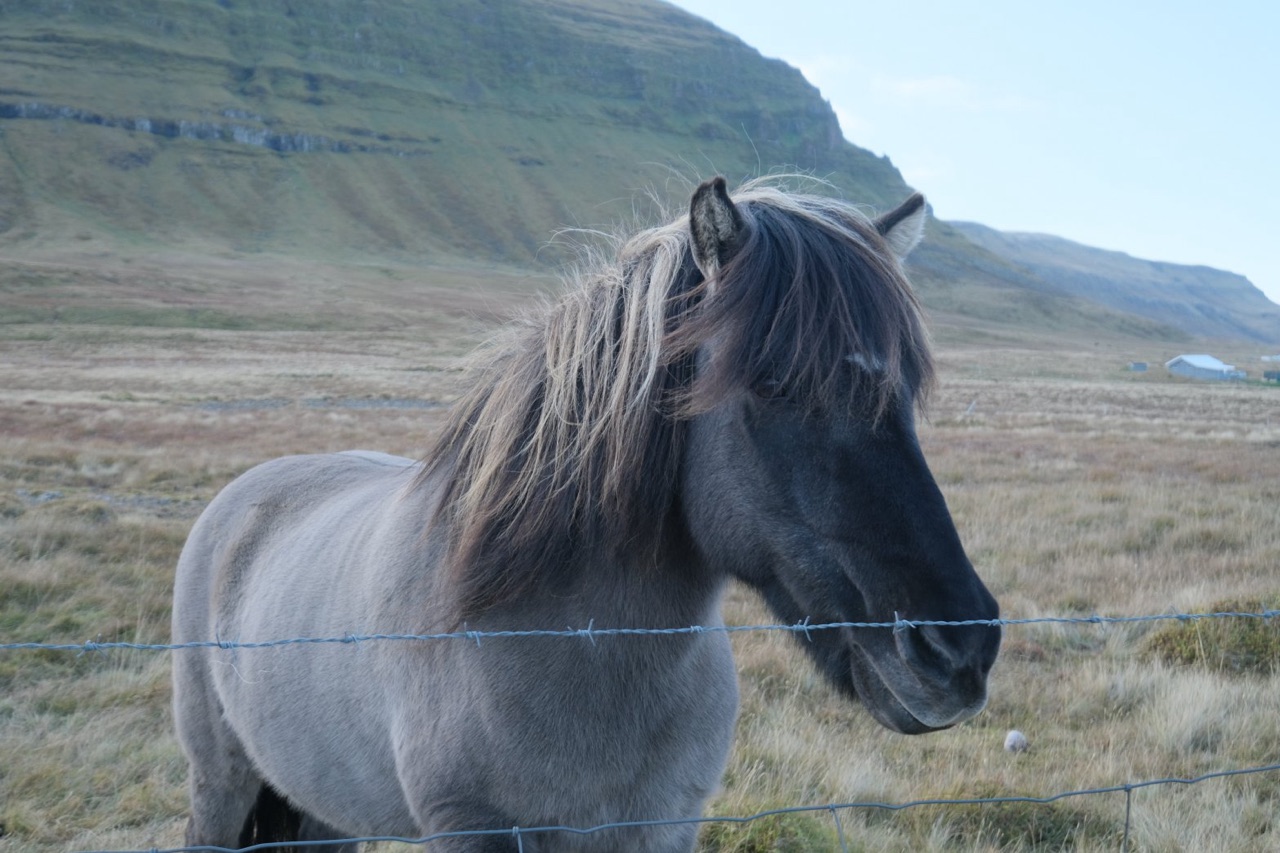 Das Pferd wie aufgenommen, in Provia